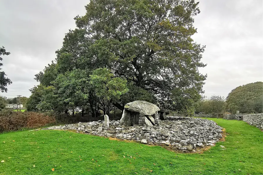 The stone burial chamber beneath a tree in Dyffryn Ardudwy
